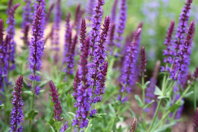 Purple Perennial Flowers with Easy Growing Tips