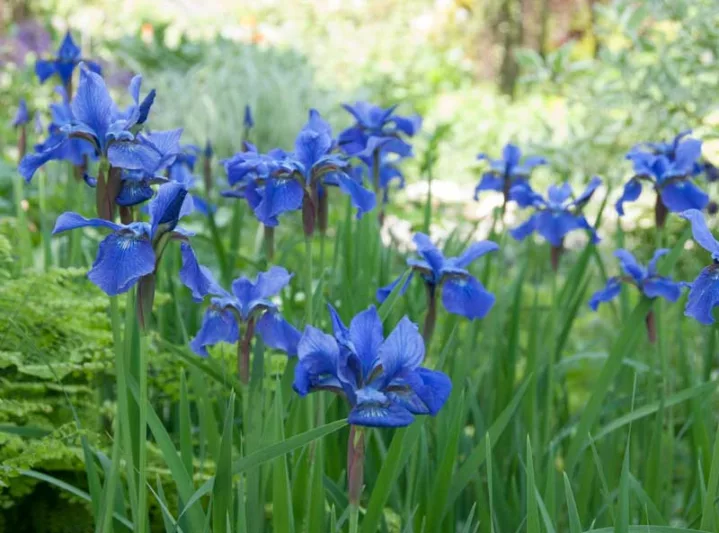 Purple Perennial Flowers with Easy Growing Tips