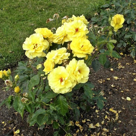 Stunning Yellow Rose Varieties with Their Unique Meanings