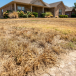 How to Revive a Heat-Stressed Summer Lawn Naturally Before the First Frost
