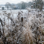 How to Stop Winter Weeds Now: Pre-Emergent Strategies for Cool-Season Lawns