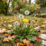Is Fall Really the Best Time to Kill Dandelions? Here's What Actually Works