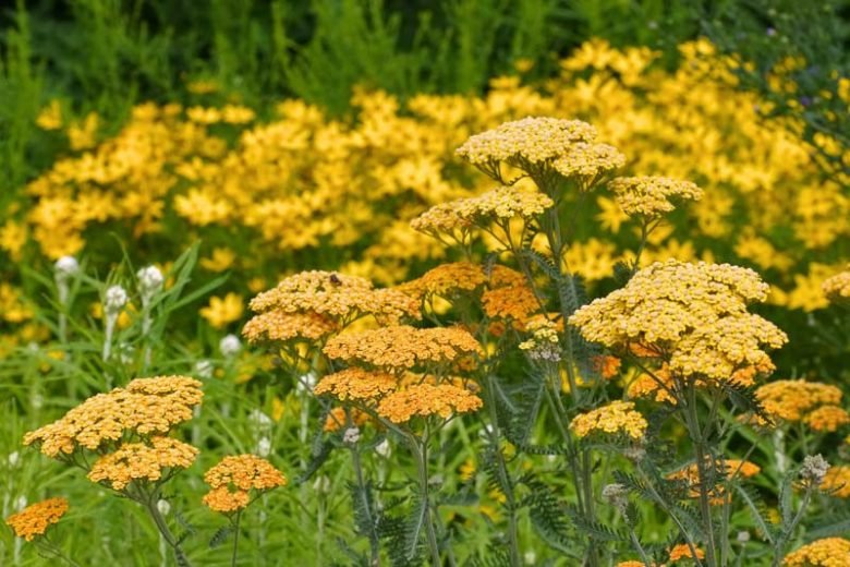 Yellow Perennial Flower Garden Ideas That Actually Come Back Every Year