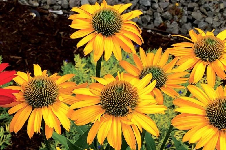 Yellow Perennial Flower Garden Ideas That Actually Come Back Every Year