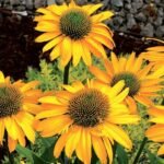 Yellow Perennial Flower Garden Ideas That Actually Come Back Every Year