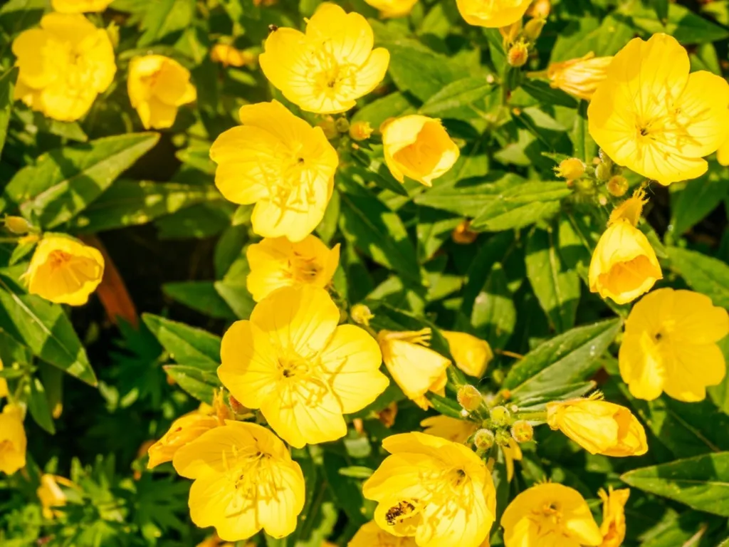 Yellow Perennial Flower Garden Ideas That Actually Come Back Every Year