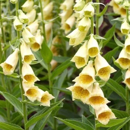 Yellow Perennial Flower Garden Ideas That Actually Come Back Every Year