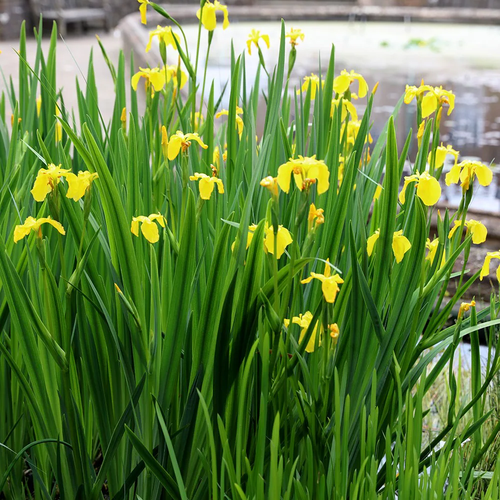 Yellow Perennial Flower Garden Ideas That Actually Come Back Every Year
