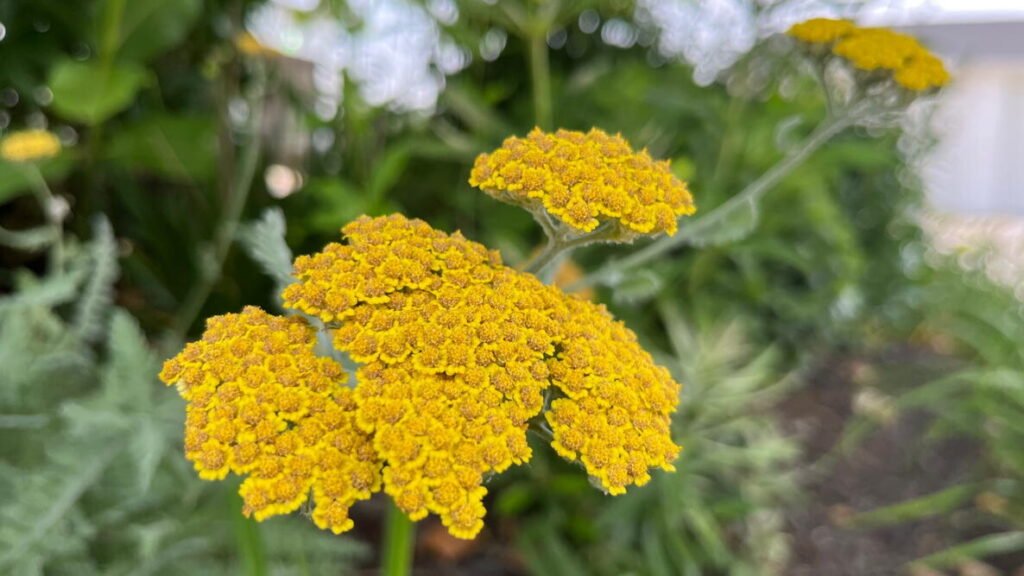 Yellow Perennial Flower Garden Ideas That Actually Come Back Every Year