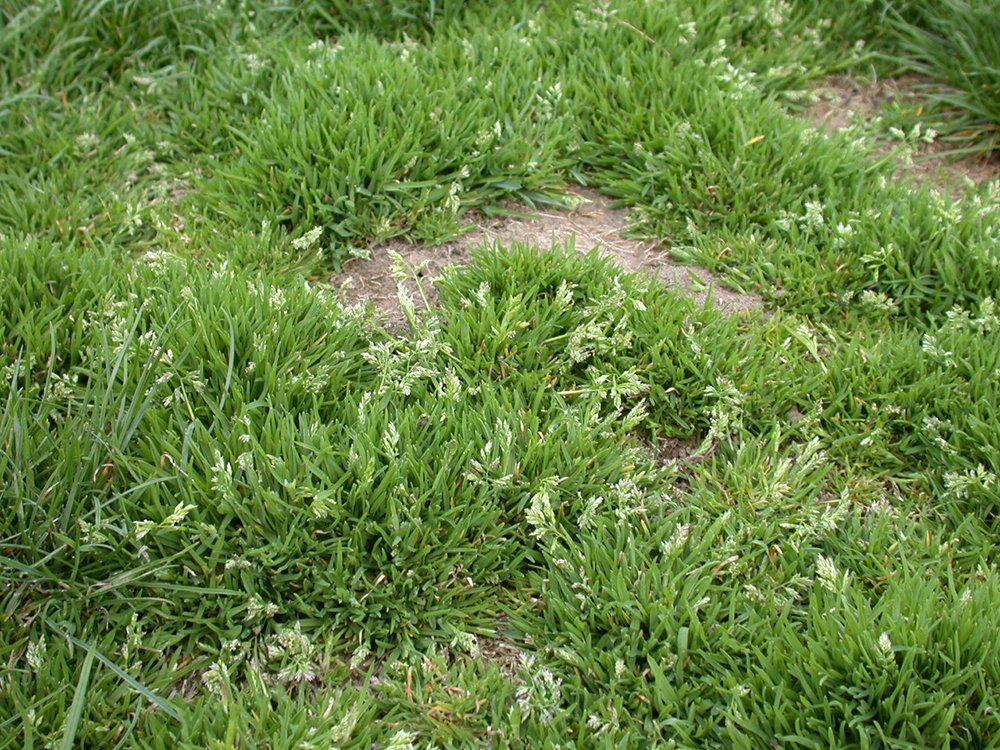 Annual Bluegrass: How to Identify and Control This Common Lawn Weed