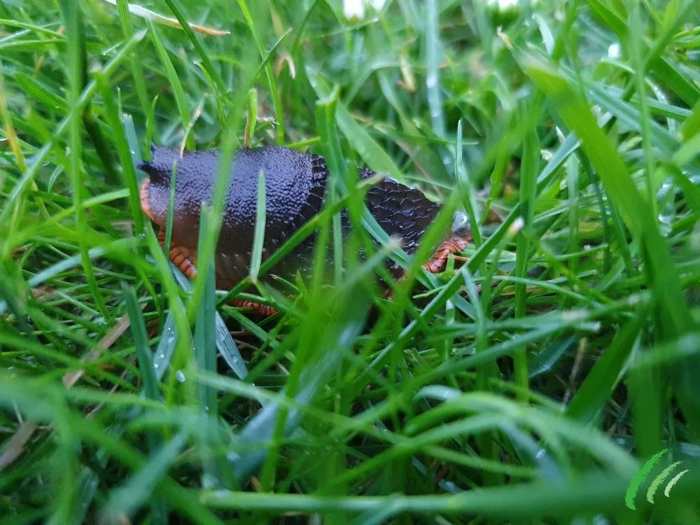 Homemade Slug Killers That Are Safe Around Pets