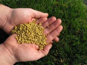 Pet-Safe Weed Killers That Really Work for All Yards