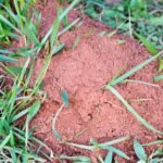 Natural Fire Ant Hill Remedies That Really Work