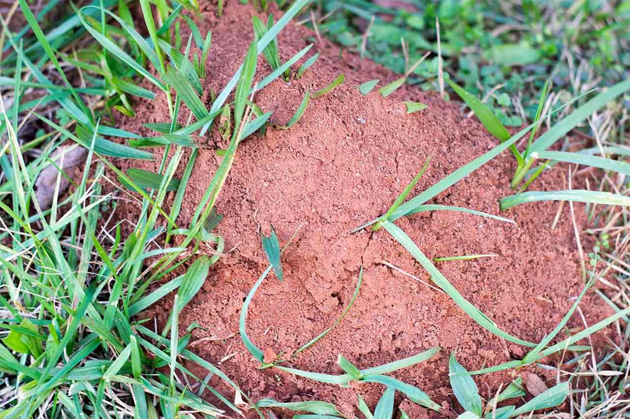 Natural Fire Ant Hill Remedies That Really Work