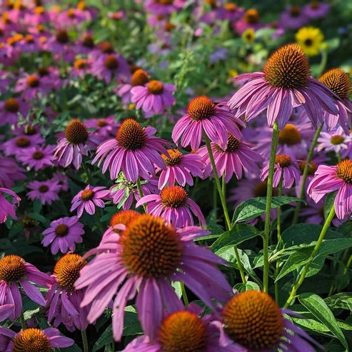 Purple Perennial Flowers with Easy Growing Tips