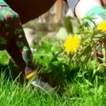 Natural Weed Control for Gardens and Lawns: A Complete Guide