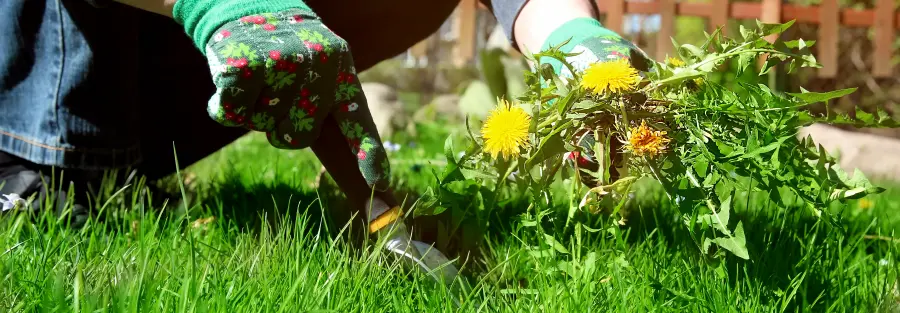 Natural Weed Control for Gardens and Lawns: A Complete Guide