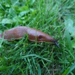 Homemade Slug Killers That Are Safe Around Pets