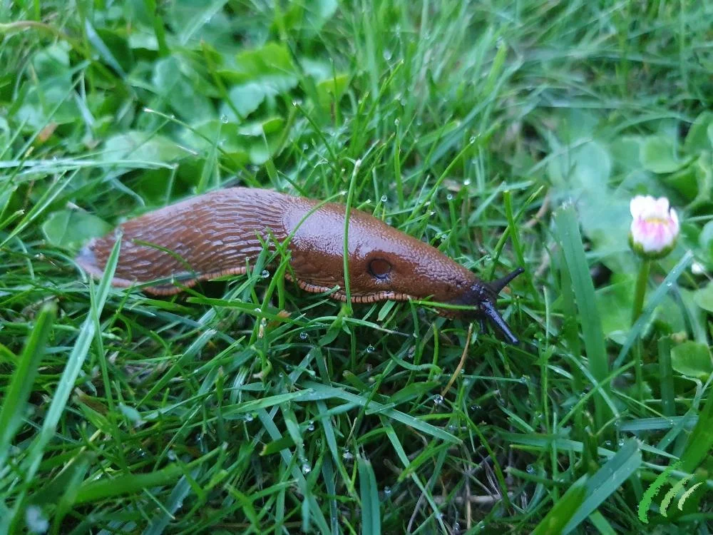 Homemade Slug Killers That Are Safe Around Pets