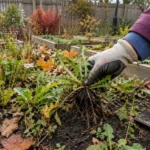 Why Your Lawn Suddenly Has Weeds in Fall — And What to Do About Them