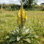 15 Garden and Lawn Weeds With Deep Taproots (and How to Actually Get Rid of Them)