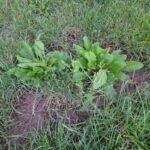 Lawn Weed Identification Chart: How to Identify Common Lawn Weeds