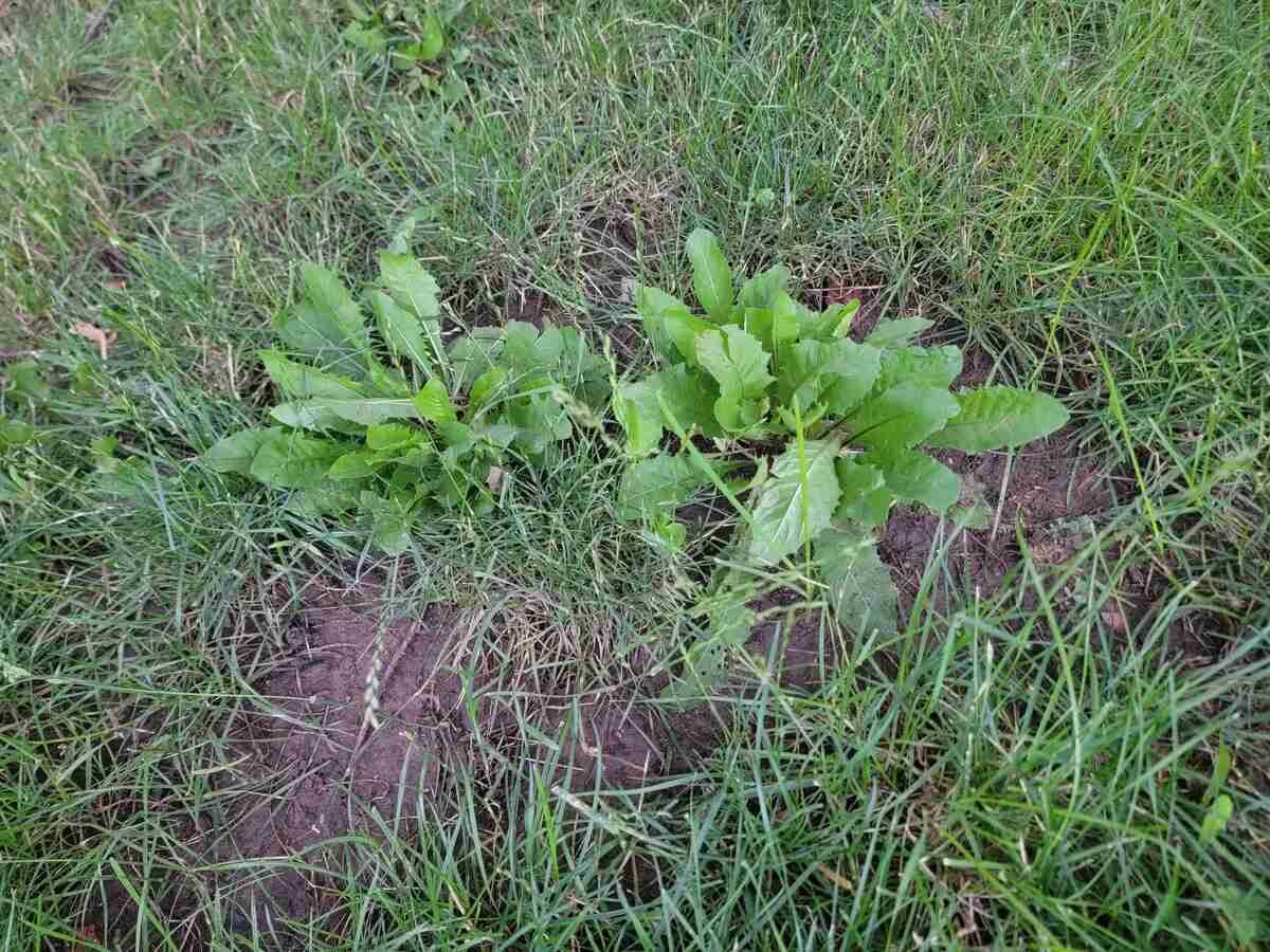 Lawn Weed Identification Chart: How to Identify Common Lawn Weeds