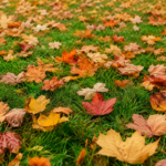 suggest 5 different pinterest titles based on people also ask search intents and 3-sentence meta descriptions with hashtags for this topic: Natural Ways to Clear Fall Leaves From Turf Without Smothering Your Grass