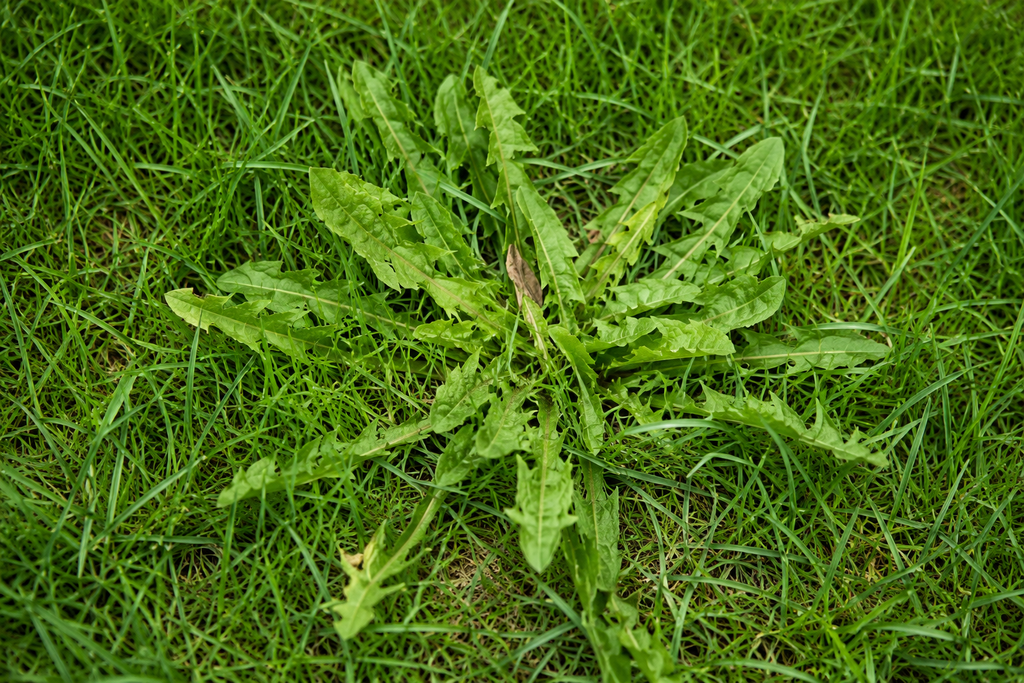Vinegar vs Commercial Weed Killer: Which One Works Best for Killing Lawn Weeds?