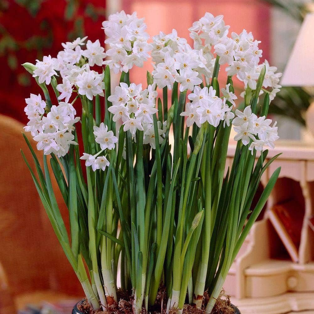 Gorgeous Christmas Gifts for Flower Gardeners That Every Blooming Plant Lover Will Adore