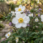 Best Fall Flowers for a Colorful Garden That Lasts Into Frost
