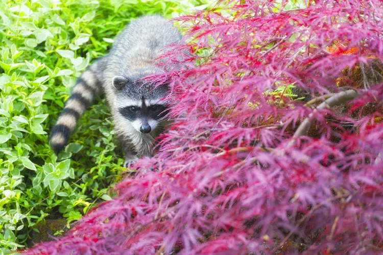 DIY Essential Oil Sprays to Keep Stray Cats and Raccoons Out of Garden Beds