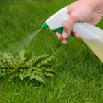 Vinegar vs Commercial Weed Killer Which One Works Best for Killing Lawn Weeds