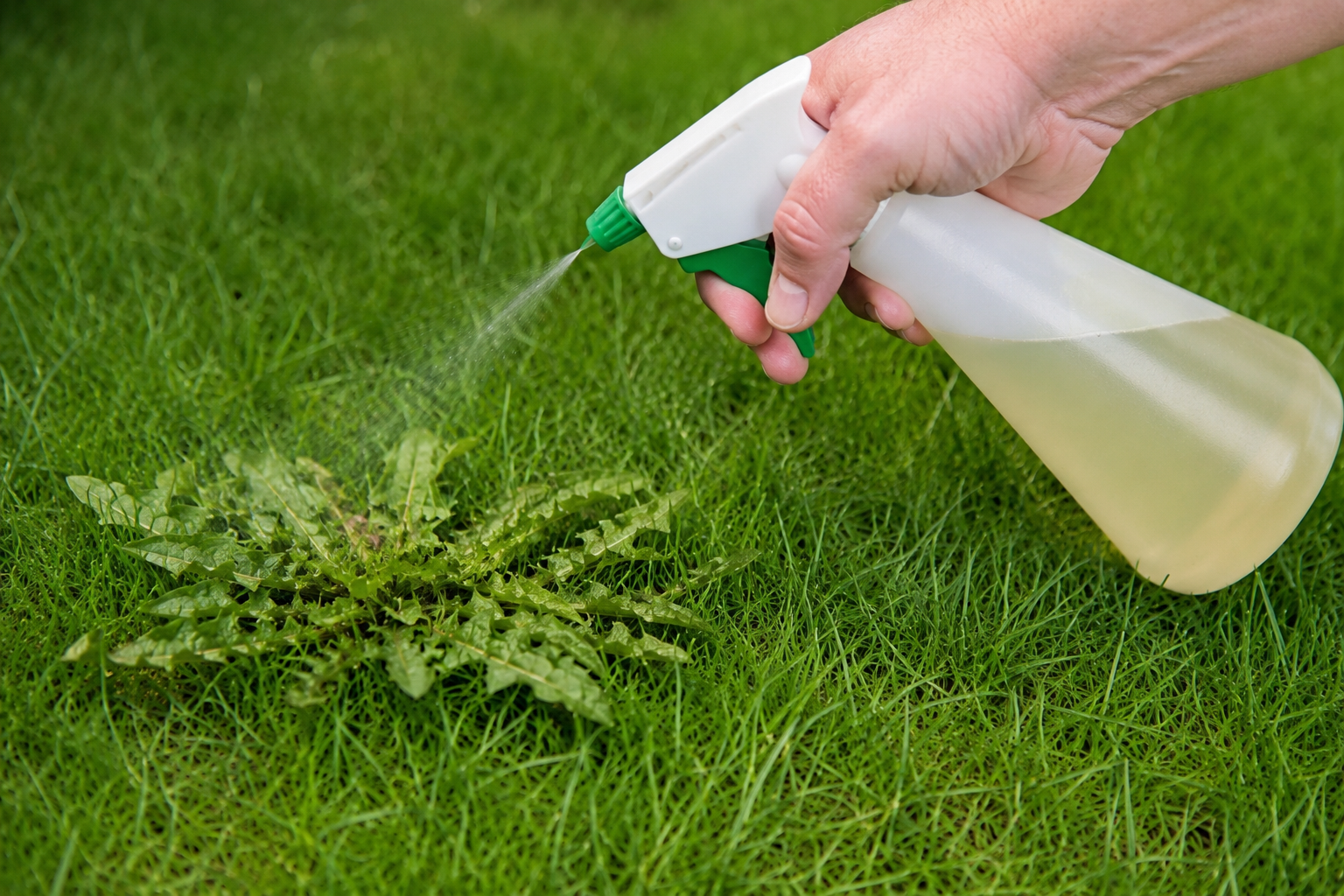 Vinegar vs Commercial Weed Killer Which One Works Best for Killing Lawn Weeds