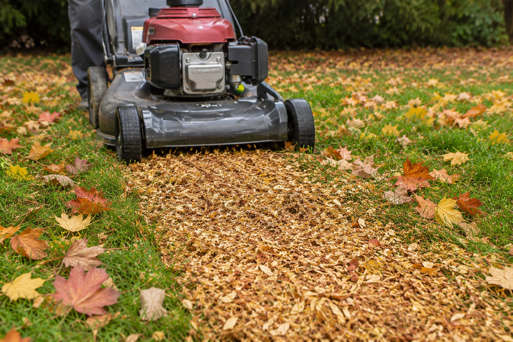 Natural Ways to Clear Fall Leaves From Turf Without Smothering Your Grass
