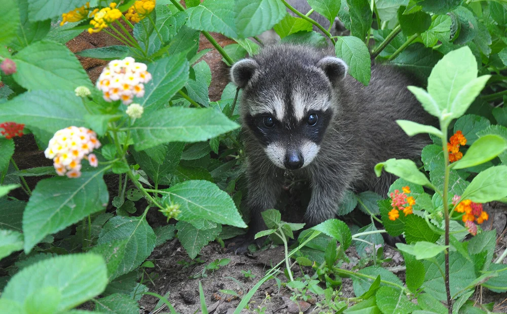 DIY Essential Oil Sprays to Keep Stray Cats and Raccoons Out of Garden Beds