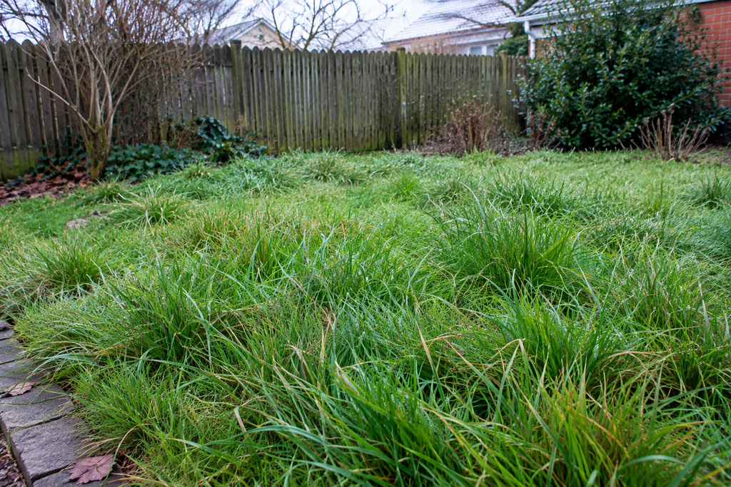 Should You Mow Your Lawn Short Before Winter? The Truth About Fall Mowing