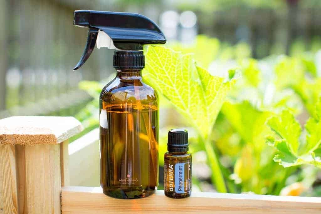 DIY Essential Oil Sprays to Keep Stray Cats and Raccoons Out of Garden Beds