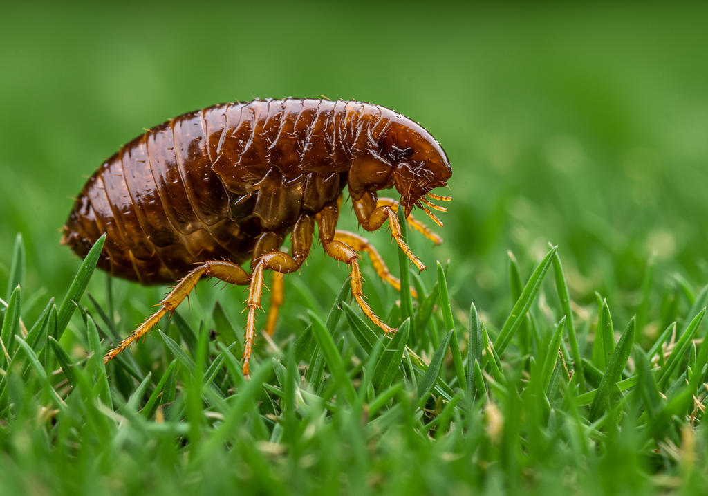 How to Get Rid of Fleas and Ticks in Backyard Leaf Piles Naturally