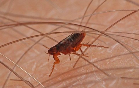 How to Get Rid of Fleas and Ticks in Backyard Leaf Piles Naturally