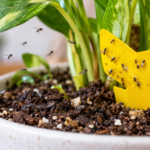 How to Get Rid of Fungus Gnats in Houseplants Naturally