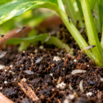 Natural Ways to Get Rid of Garden Pests Without Harsh Chemicals
