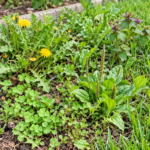 Why Weeds Keep Coming Back After Vinegar