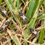 How to Get Rid of Chinch Bugs Naturally: The Ultimate Chemical-Free Lawn Care Guide
