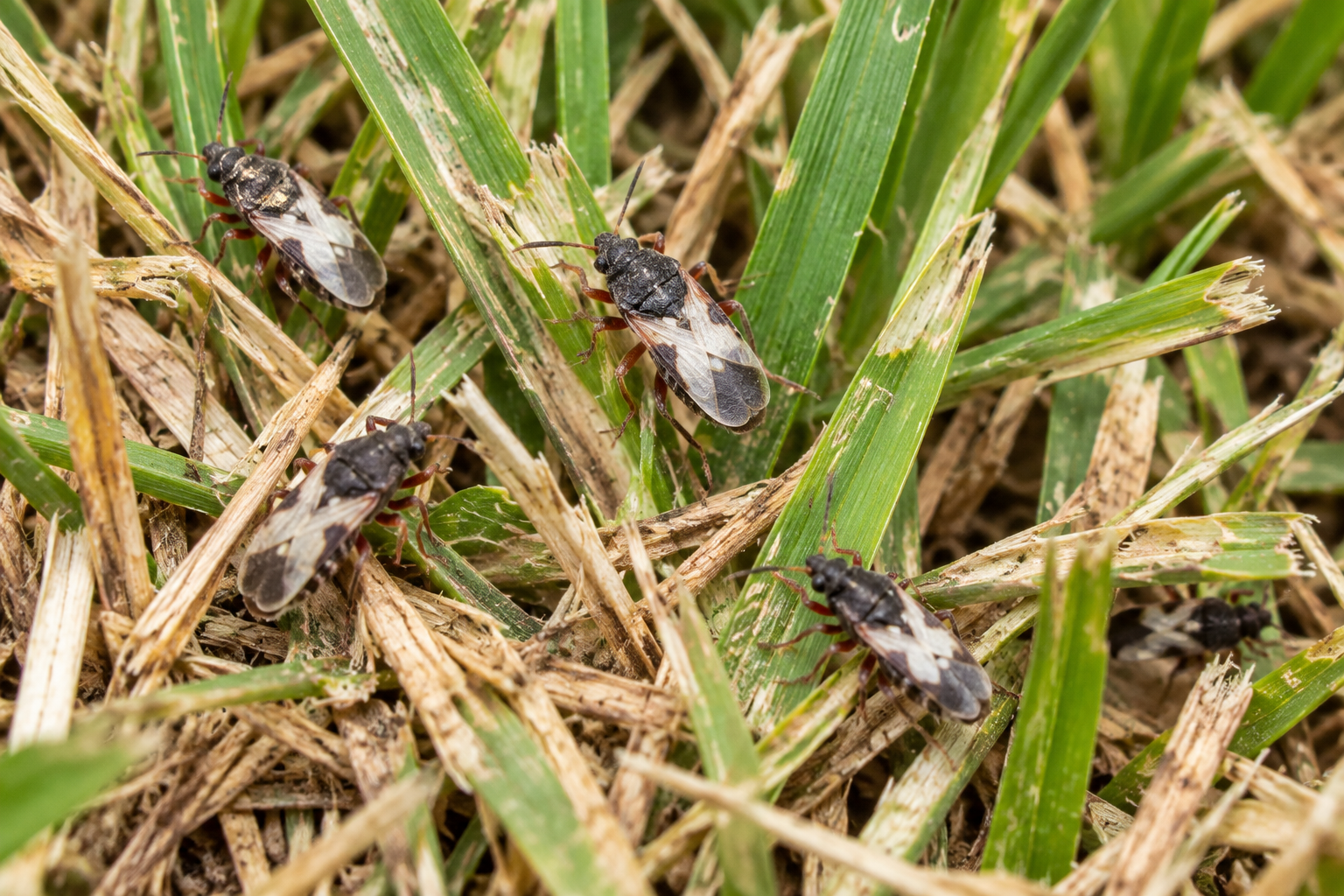 How to Get Rid of Chinch Bugs Naturally: The Ultimate Chemical-Free Lawn Care Guide