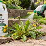 Best Vinegar for Weed Control: What Strength Works and Where It Fails