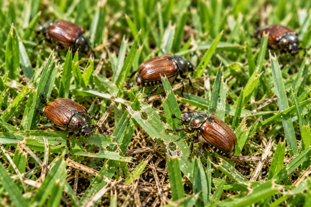 How to Control Lawn Beetles Naturally