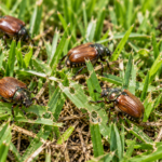 How to Control Lawn Beetles Naturally