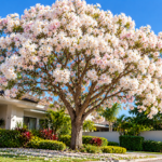 Beautiful Brazilian Flowering Trees for Colorful Front Yards and Gardens
