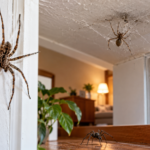 Why Are Spiders Suddenly Everywhere in Your House This Fall?